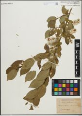 Foto von Salix pentandra L.